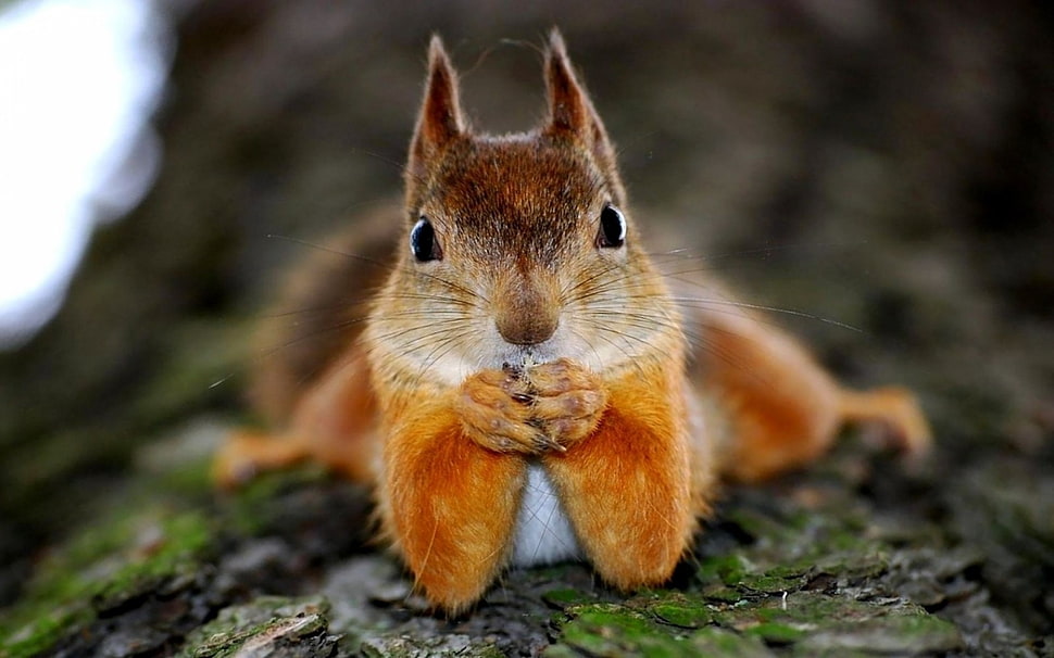 selective focus of brown squirrel HD wallpaper